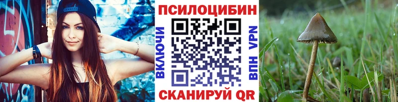 Купить  Кашин  Псилоцибиновые грибы Cubensis 